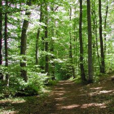 Chauffage au bois 